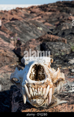 Canada, Nunavut Territory, Skull of Polar Bear (Ursus maritimus) on rocky Vansittart Island along Hudson Bay Stock Photo