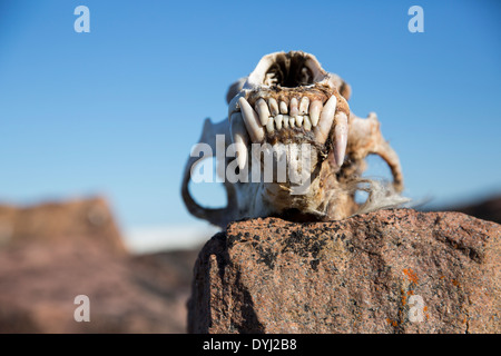 Canada, Nunavut Territory, Skull of Polar Bear (Ursus maritimus) on rocky Vansittart Island along Hudson Bay Stock Photo