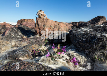 Canada, Nunavut Territory, Skull of Polar Bear (Ursus maritimus) on rocky Vansittart Island along Hudson Bay Stock Photo