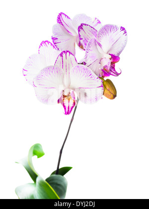 Blooming striped orchid is isolated on the white background, phalaenopsis flower Stock Photo
