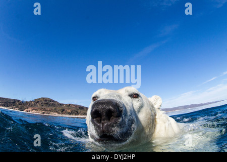 Canada, Nunavut Territory, Polar Bear (Ursus maritimus) swimming in Frozen Strait along Hudson Bay Stock Photo