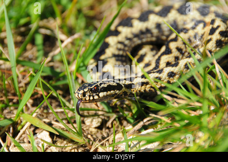 Male adder (Vipera berus) basking, Cotswolds, UK Stock Photo