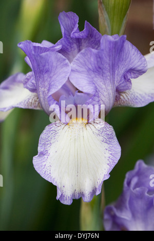 Iris 'Cannington Skies'. Dwarf bearded iris. Stock Photo