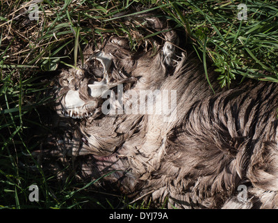 Skull of decaying Deer killed in road accident Stock Photo