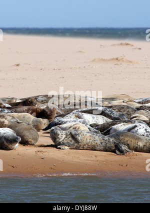 Grey seals basking in the sun on the beach at the village of Newburgh, Aberdeenshire, Scotland, UK Stock Photo