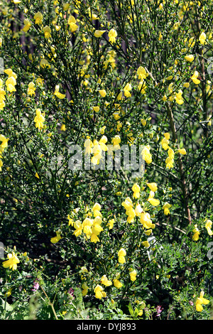 Close-up image of French Broom shrub in bloom, captured in the village of Acton Burnell in Shropshire. Stock Photo