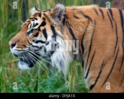 A Sumatran Tiger walking in some grassland Stock Photo