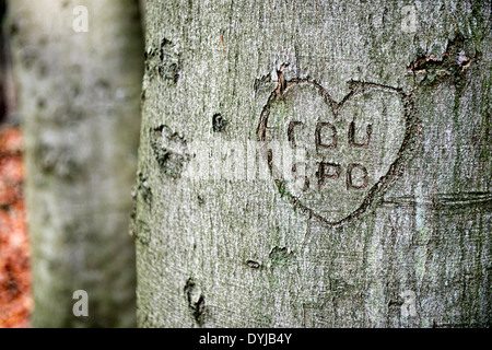 CDU und SPD in einem Herz in Baumrinde geritzt, Symbolfoto Große Koalition, Fotomontage Stock Photo