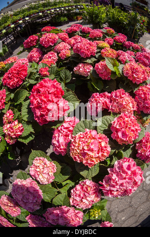 Hydrangeas on sale at a farmer's stand in the Union Square Greenmarket in New York Stock Photo