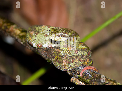 Eyelash Viper, Corcovado National Park, Costa Rica Stock Photo
