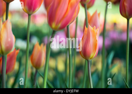 Tulipa. Single Late Tulip 'Big Brother' flowers Stock Photo
