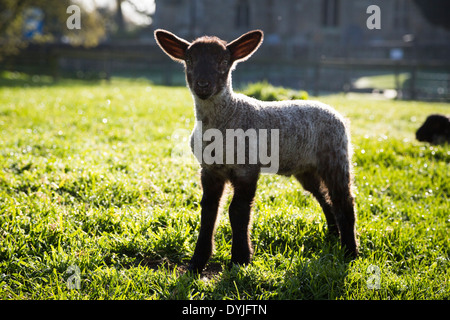 Sheep and Lambs in a field in Northamptonshire, England UK Stock Photo