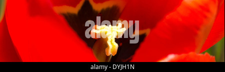 Abstract stamen and stigma shot of a red tulip Stock Photo