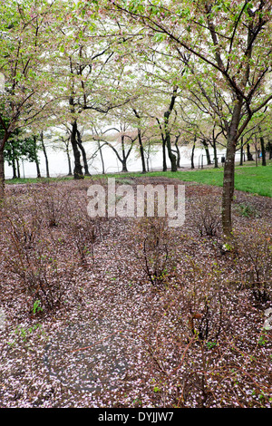 WASHINGTON DC, United States — A blanket of fallen pink cherry blossom petals covers the ground near the Tidal Basin in Washington DC, signaling the end of the peak bloom period. This natural phenomenon, often referred to as 'cherry blossom snow,' marks the transition from spring's iconic blooms to the arrival of green leaves on the trees. Stock Photo