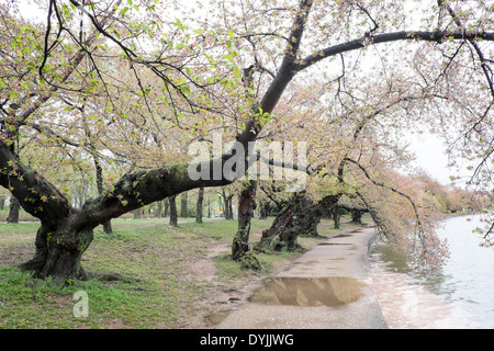 WASHINGTON DC, United States — A blanket of fallen pink cherry blossom petals covers the ground near the Tidal Basin in Washington DC, signaling the end of the peak bloom period. This natural phenomenon, often referred to as 'cherry blossom snow,' marks the transition from spring's iconic blooms to the arrival of green leaves on the trees. Stock Photo