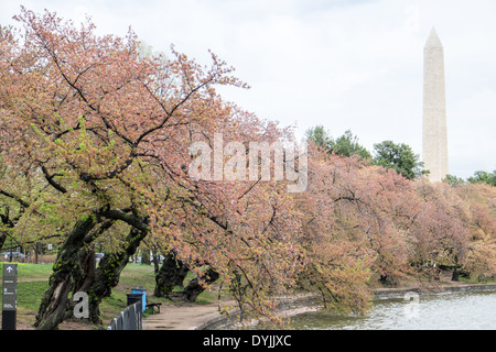 WASHINGTON DC, United States — A blanket of fallen pink cherry blossom petals covers the ground near the Tidal Basin in Washington DC, signaling the end of the peak bloom period. This natural phenomenon, often referred to as 'cherry blossom snow,' marks the transition from spring's iconic blooms to the arrival of green leaves on the trees. Stock Photo