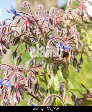 Borage (Borago officinalis), known as starflower, an annual herb Stock Photo