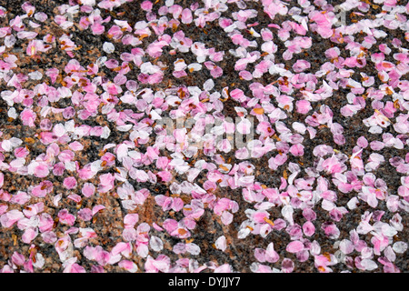 WASHINGTON DC, United States — A blanket of fallen pink cherry blossom petals covers the ground near the Tidal Basin in Washington DC, signaling the end of the peak bloom period. This natural phenomenon, often referred to as 'cherry blossom snow,' marks the transition from spring's iconic blooms to the arrival of green leaves on the trees. Stock Photo