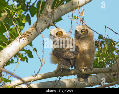 Two Great Horned Owl Owlet Fledglings Stock Photo