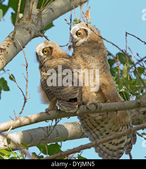 Two Great Horned Owl Owlet Fledglings Stock Photo