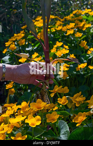 Removing a Ranunculus flammula (Spearwort) from a pond so that it does not take over Stock Photo