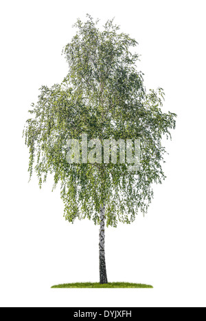 isolated silver birch on a white background Stock Photo