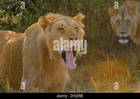 Sub-adult male lion at dawn in the plains of Masai Mara, Kenya, Africa Stock Photo