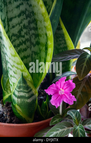 SANSEVIERIA TRIFASCIATA VAR. LAURENTII (MOTHER-IN-LAW'S TONGUE) AND RUELLIA MAKOYANA MONKEY PLANT;TRAILING VELVET PLANT Stock Photo