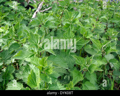 Stinging nettles (Urtica dioica) or common nettle showing fresh growth in spring. Stock Photo