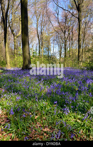 A carpet of spring bluebells in Micheldever Woods in Hampshire, England in mid-April 2014 Stock Photo