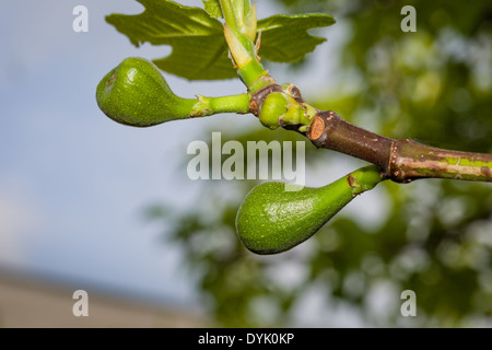 New young figs in summer turn into amazing sweet fruits Stock Photo