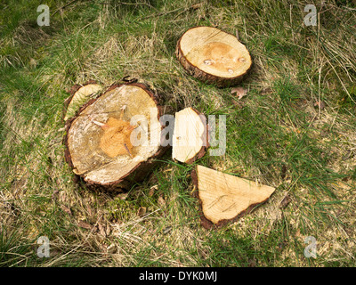 Close up of freshly felled pine tree stump showing tree rings Stock Photo
