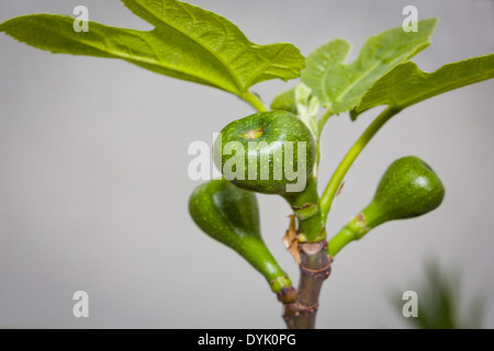 New young figs in summer turn into amazing sweet fruits Stock Photo