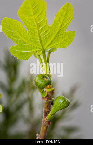 New young figs in summer turn into amazing sweet fruits Stock Photo