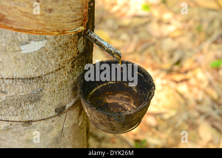 Rubber tree plantation in thailand Stock Photo