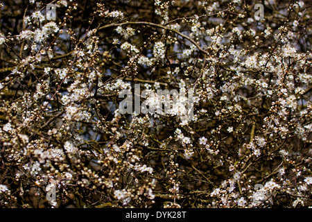 Blackthorn Prunus spinosa in flower Stock Photo