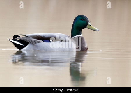 Mallard, Anas platyrhynchos, single male on water, Warwickshire, March 2014 Stock Photo