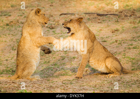 Young Lions play-fighting Stock Photo