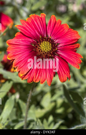 Arizona Red Shades Blanket Flower (Gaillardia grandiflora) Stock Photo