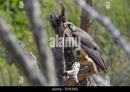 Prairie Falcon (Falco mexicanus), Arizona Stock Photo