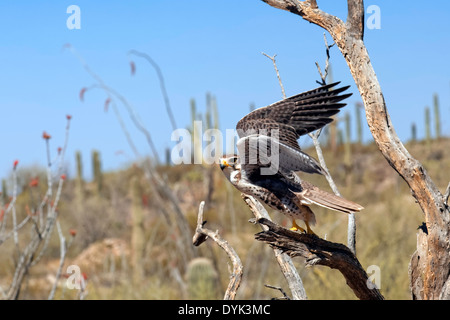 Prairie Falcon (Falco mexicanus) about to take flight, Arizona Stock Photo