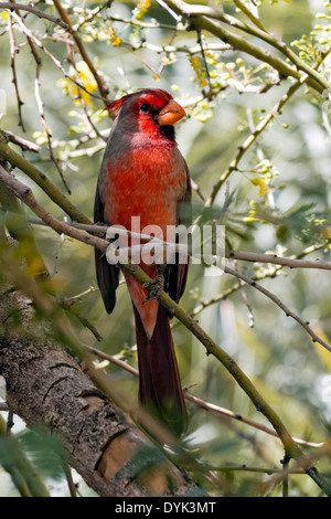Pyrrhuloxia AKA: Desert Cardinal (Cardinalis sinuatus), Arizona Stock Photo