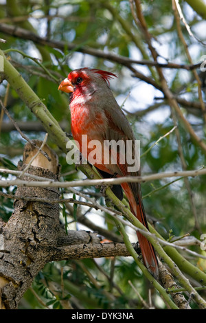 Pyrrhuloxia AKA: Desert Cardinal (Cardinalis sinuatus), Arizona Stock Photo