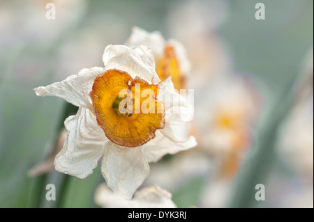 Dead and dying Daffodils Narcissus flowers flowerheads with wrinkling up cup shaped corella wilting in sunshine in Spring time Stock Photo