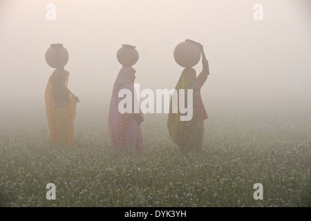 Women with water jugs on head, walking through rice field on a foggy morning, India Stock Photo