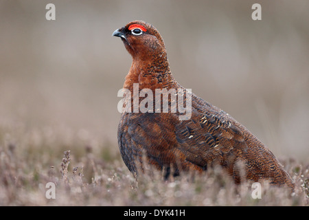 Red grouse, Lagopus lagopus scoticus, Single male on heather, Yorkshire, March 2014 Stock Photo