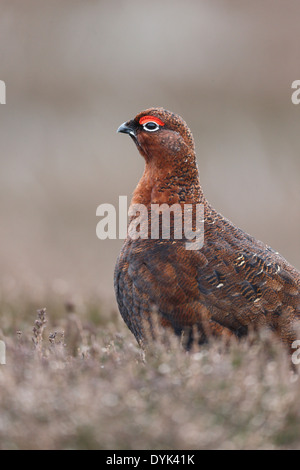 Red grouse, Lagopus lagopus scoticus, Single male on heather, Yorkshire, March 2014 Stock Photo