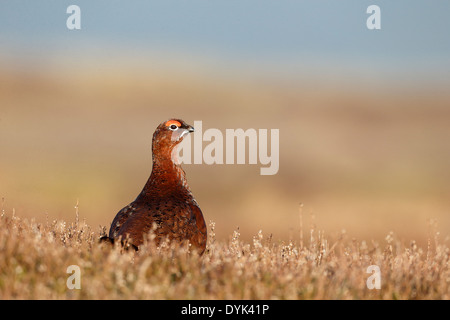 Red grouse, Lagopus lagopus scoticus, Single male on heather, Yorkshire, March 2014 Stock Photo