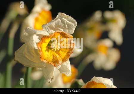 Dead and dying Daffodils Narcissus flowers flowerheads with wrinkling up cup shaped corella wilting in sunshine in Spring time Stock Photo