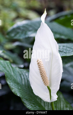 Spathiphyllum spathe. Peace lily growing in a humid environment. Stock Photo